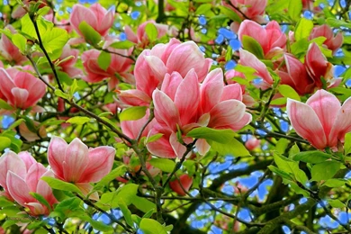 View, Natural Images, Flowers, Field, Nature Background Images ...