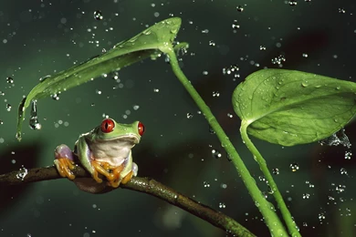 Frog Rain Wallpapers Photos HD