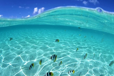 Cardume No Oceano 4K HD Wallpapers