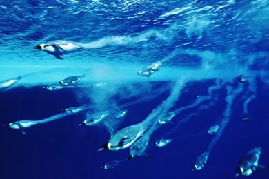 Fondos De Pantalla Oceano : Todos Los Wallpapers Oceano