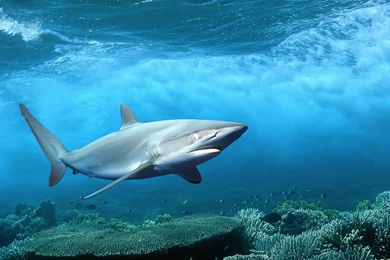 Tiburón En El Océano   1920x1080 :: Fondos De Pantalla Y Wallpapers