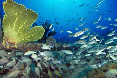 Wallpapers Del Océano HD Taringa!