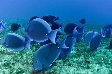 1280x960 Wallpapers Page 260: Fox Terrier Gfch Dfh Wire Free ...