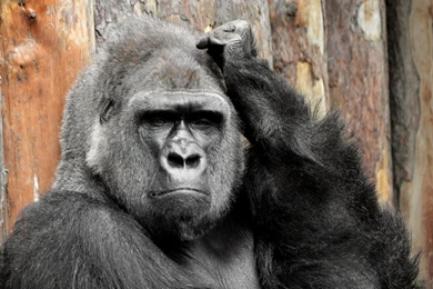 Gorilla Computer Wallpapers, Desktop Backgrounds