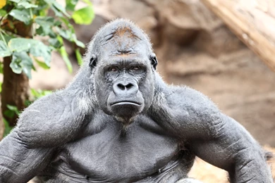 13 Excellent HD Gorilla Wallpapers   HDWallSource.com
