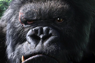 Gorilla HD Wallpapers