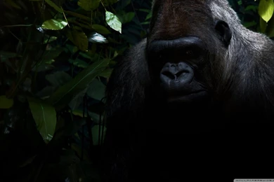 Gorilla HD Desktop Wallpapers : High Definition : Fullscreen : Mobile