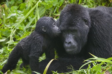 Gorilla Computer Wallpapers, Desktop Backgrounds