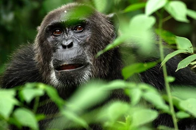 86 Gorilla HD Wallpapers