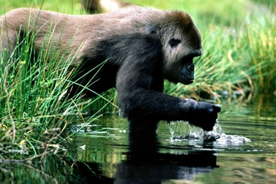 Wallpapers Spring Night Gorillas Break Gorilla 1600x1200