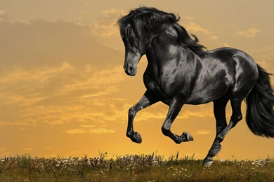 Download Horse HD Wallpapers Live For Android, Horse HD Wallpapers ...