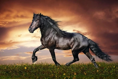 Horse Pictures Live Wallpapers   Android Apps On Google Play