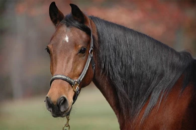 Horse HD Live Wallpapers   Android Apps On Google Play