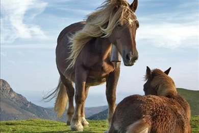 Horse Live Wallpapers   Android Apps On Google Play