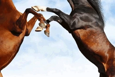 Horse Wallpapers   Android Apps On Google Play