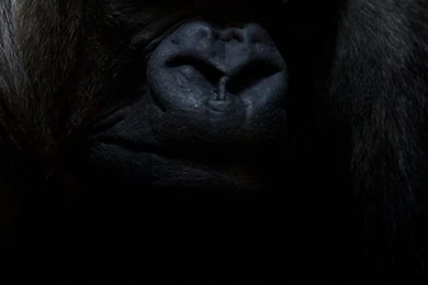 Sony Xperia Z1, ZL, Z, Samsung Galaxy S4, HTC One Gorilla ...