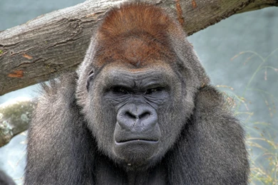 86 Gorilla HD Wallpapers