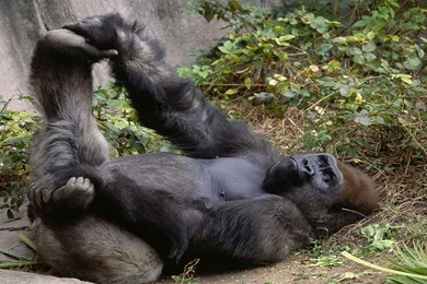 Gorilla In Relaxing Mood Free Download Best Hd Wallpapers Of ...