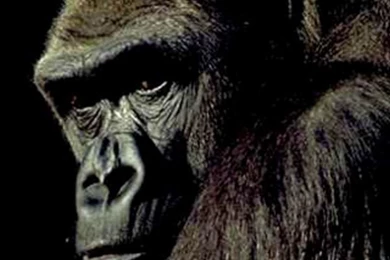 Gorilla iPhone HD Wallpaper, iPhone HD Wallpapers Download iPhone ...