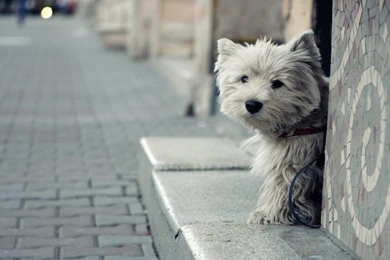 18 HD Yorkshire Terrier Dog Wallpapers   HDWallSource.com