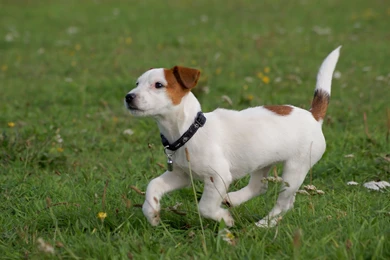Jack Russell Terrier Wallpapers HD Download