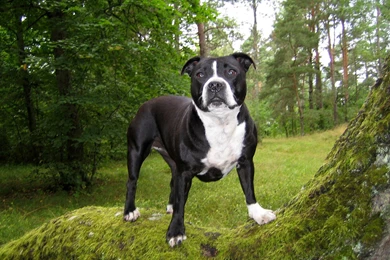 Bull And Terrier Wallpapers HD Download