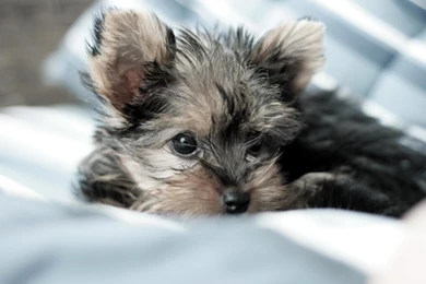 Dog Yorkshire Terrier Hd Wallpapers 0004