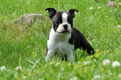 Boston Terrier On The Meadow Photo And Wallpaper. Beautiful Boston ...