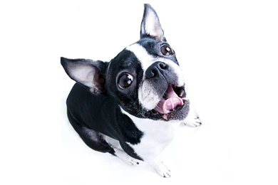Boston Terrier Wallpapers