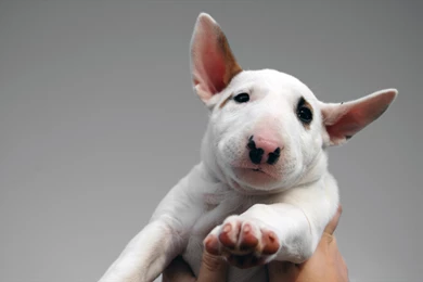 Bull Terrier Android Wallpapers