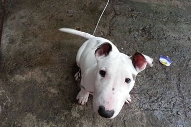 Bull Terrier Wallpapers (2)   My Doggy Rocks