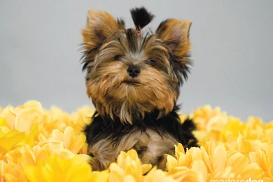 Puppies! Free Modern Dog Wallpapers