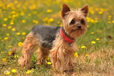 13 Silky Terrier HD Wallpapers