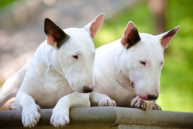 White Bull Terriers wallpapers   My Doggy Rocks