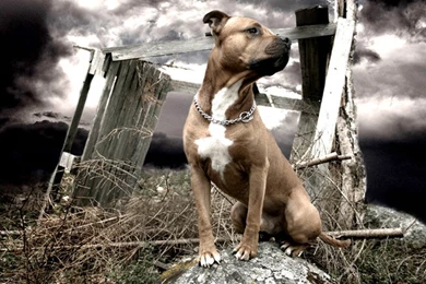 American Staffordshire Terrier Wallpapers HD Download