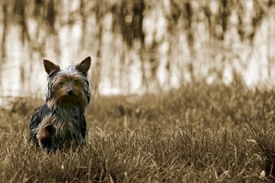 Australian Terrier Wallpapers HD Download
