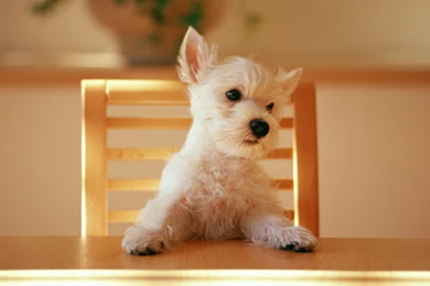 West Highland White Terrier Desktop Backgrounds