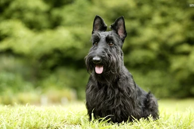 Beautiful Screensavers Site: Scottish Screensaver Terrier