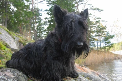 Scottish Terrier (scottie) Wallpaper, Puppy Pictures, Breed Info.