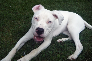 Resting American Pit Bull Terrier Photo And Wallpaper. Beautiful ...