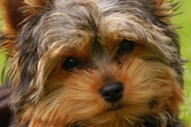 Yorkshire Terrier Wallpapers   Android Apps On Google Play