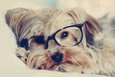 Yorkshire Terrier Wallpapers HD Download