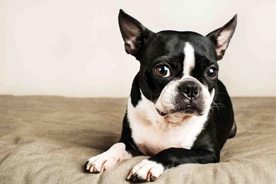 Boston Terrier Wallpapers   Android Apps On Google Play