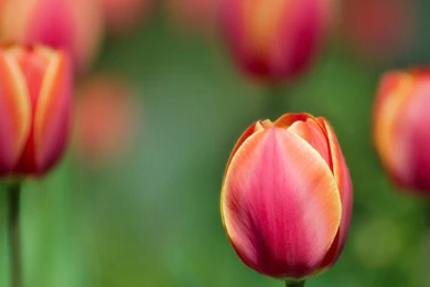 1600x1200 Red Tulip Desktop PC And Mac Wallpapers