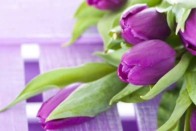 High Resolution Beautiful Flower Tulip Desktop Wallpapers HD 10 ...