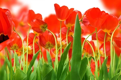 High Resolution Beautiful Flower Tulip Desktop Wallpapers HD 5 Full ...