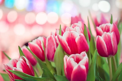 Pink Tulips Wallpapers   Wallpapers Cave