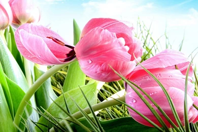 High Resolution Beautiful Flower Tulip Desktop Wallpapers HD 12 ...