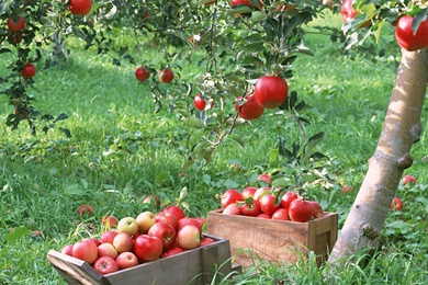 Apple Tree HD Wallpapers