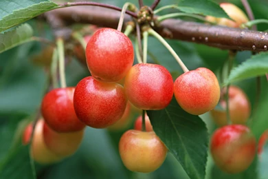 Apple Tree Wallpapers